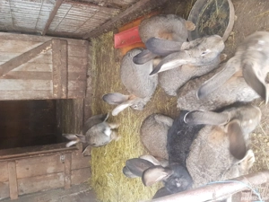 Iepuri Urias german - imagine 2