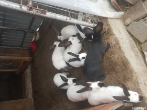 Iepuri Urias de transilvania - imagine 2