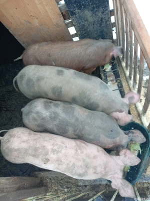 Soldani de vânzare  - imagine 2