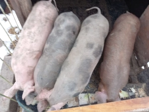 Soldani de vânzare  - imagine 3