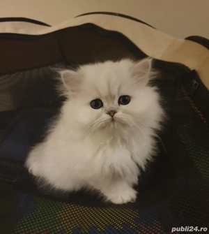 pisoiasi silver  - imagine 4