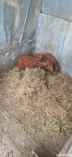 Vand purcei si porci mangalița ! - imagine 5