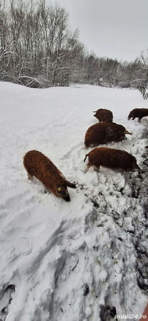 Vand purcei si porci mangalița !