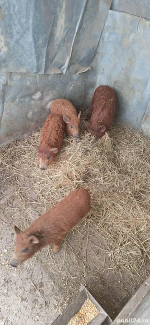 Vand purcei si porci mangalița ! - imagine 3