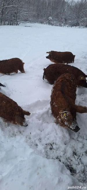 Vand purcei si porci mangalița ! - imagine 2