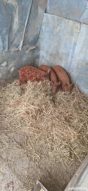 Vand purcei si porci mangalița ! - imagine 4