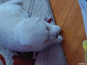 Ion Gabriela Adelina Laura  - imagine 3