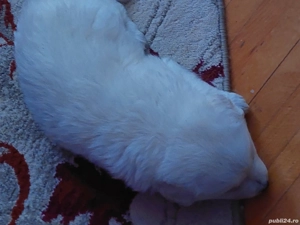 Ion Gabriela Adelina Laura  - imagine 2