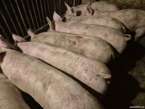 Șoldani Pick 70-75-80kg - imagine 2