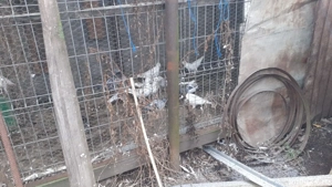 Vând porumbei voiajori - imagine 3