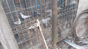 Vând porumbei voiajori - imagine 2