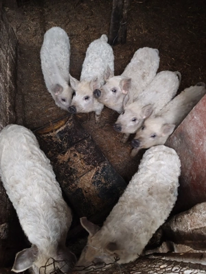 Purcei mangalita de 13 saptamani