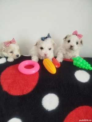 Catei rasa bichon maltez - imagine 2