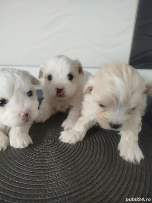 Catei rasa bichon maltez - imagine 5