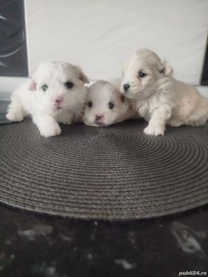 Catei rasa bichon maltez - imagine 4