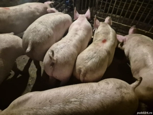 Șoldani rasă de Carne Pick 