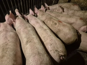 Șoldani porci intre 75-90kile Pick