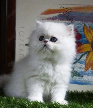 pisoiasi silver  - imagine 2