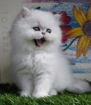 pisoiasi silver  - imagine 3