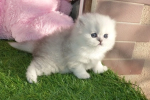 pisoiasi silver  - imagine 6