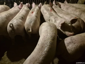 Șoldani de Carne Pic  - imagine 3