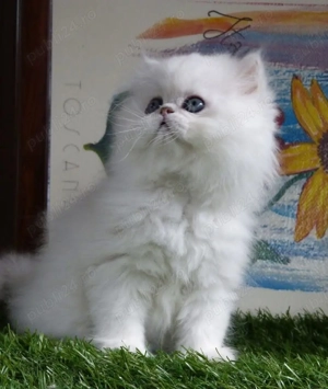 pisoiasi silver  - imagine 7