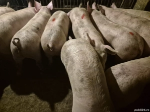 Șoldani de Carne Pic  - imagine 4