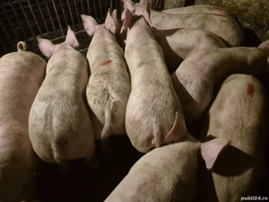 Șoldani de Carne Pic  - imagine 7