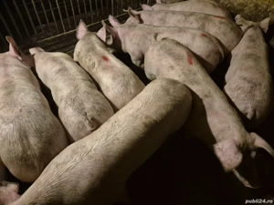 Șoldani de Carne Pic  - imagine 8