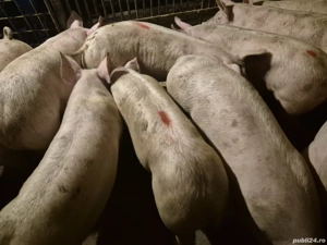 Șoldani de Carne Pic  - imagine 5