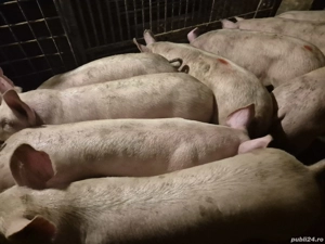 Șoldani de Carne 70-75-80kg - imagine 3