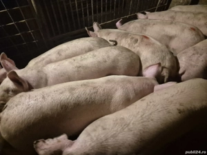 Șoldani de Carne 70-75-80kg - imagine 2