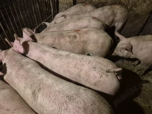 Șoldani rasă de Carne Pick  - imagine 2