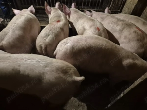 Șoldani rasă de Carne Pick  - imagine 4