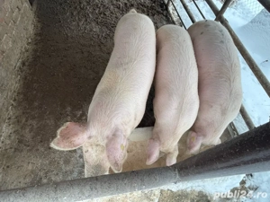 4 Porci de carne rasa landrace  - imagine 3
