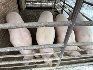 4 Porci de carne rasa landrace  - imagine 2