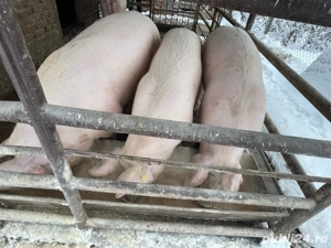 4 Porci de carne rasa landrace  - imagine 4