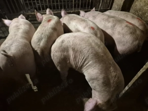 Șoldani rasă de Carne Pick  - imagine 6