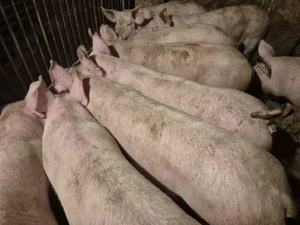 Șoldani rasă Pick Original 