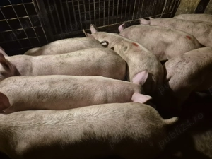 Șoldani rasă Pick Original  - imagine 5