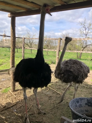 familei de struti africani  - imagine 4