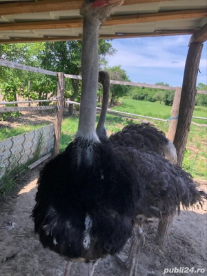 familei de struti africani  - imagine 3