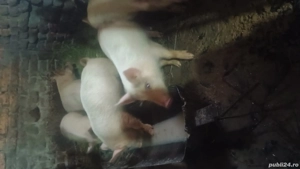 Purcei de vanzare!  - imagine 3