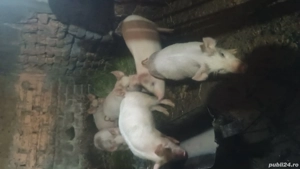 Purcei de vanzare!  - imagine 2