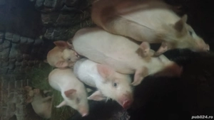 Purcei de vanzare!  - imagine 4