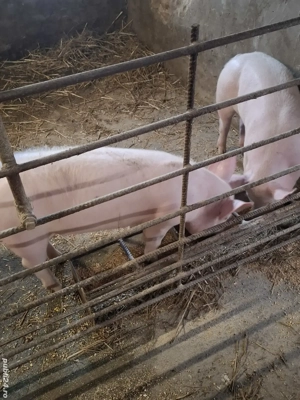 doua scrofite 40 kg - imagine 2