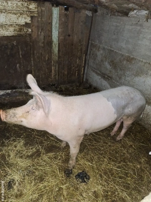 Vând purcică de 120 kg - imagine 2