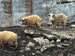 Vand purcei mangalita - imagine 3