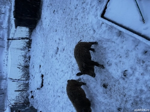 Vand purcei mangalita - imagine 5