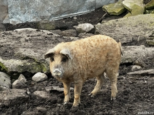 Vand purcei mangalita - imagine 2